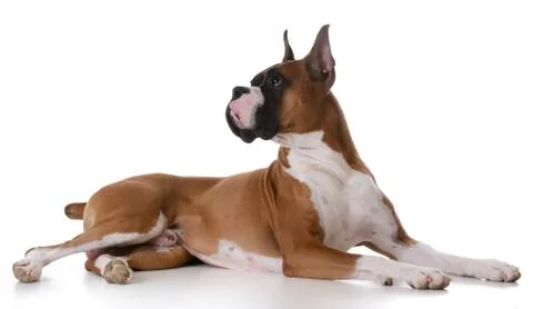 Purebred boxer Stock Photos