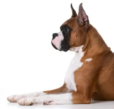 Purebred boxer Foto stock