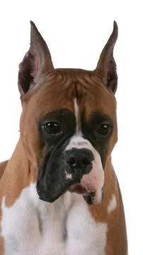 Purebred boxer Stock Photos