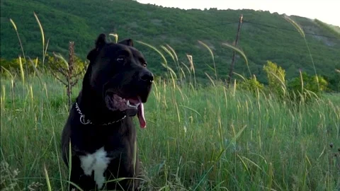 Purebred Cane Corso video in slow motion Stock Footage 197660670