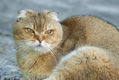 A purebred cat in the background of a window at sunset. Stock Photos