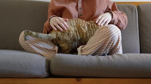Purebred cat devon rex settling comfortably for sleep on knees of pet owner Stock Footage 258296892