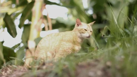 Purebred cat. Stock Footage 261807735