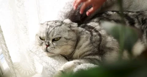 Purebred cat lies on windowsill while owner strokes pet Stock Footage 263696389