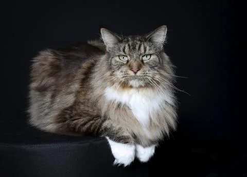 Purebred cat Stock Photos