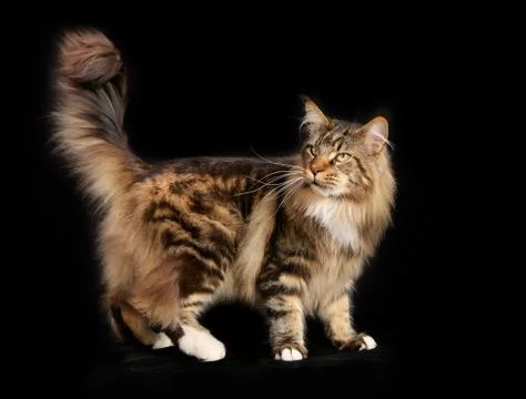Purebred cat Stock Photos
