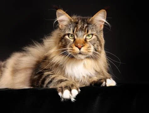 Purebred cat Stock Photos