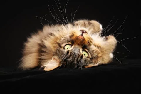 Purebred cat Stock Photos