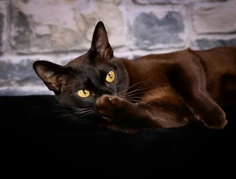 Purebred cat Stock Photos