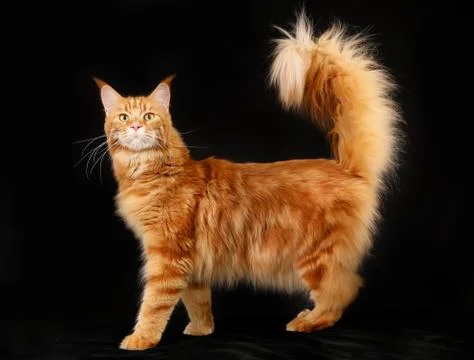 Purebred cat Stock Photos