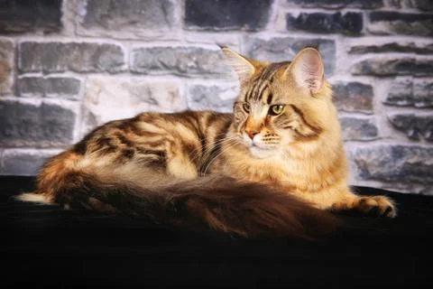 Purebred cat Stock Photos
