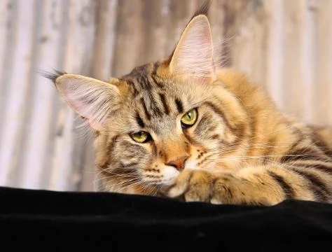 Purebred cat Stock Photos