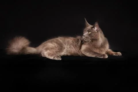 Purebred cat Stock Photos