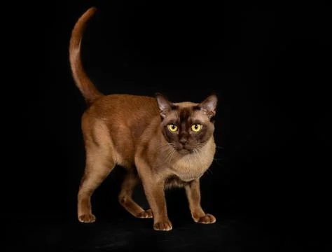 Purebred cat Stock Photos