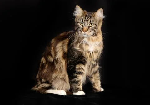 Purebred cat Stock Photos