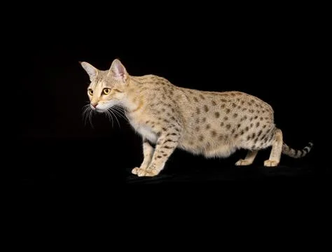 Purebred cat Stock Photos