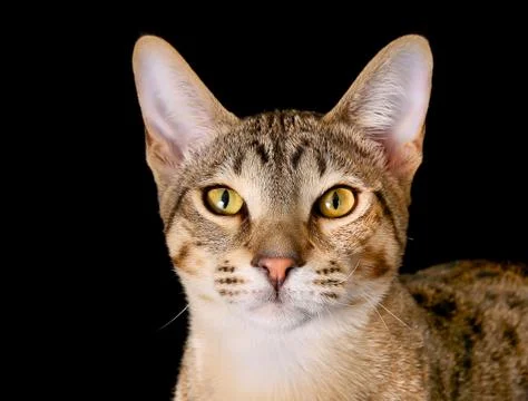 Purebred cat Stock Photos
