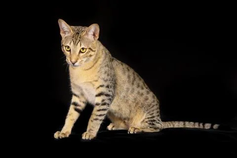 Purebred cat Stock Photos