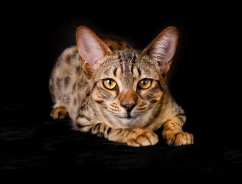 Purebred cat Stock Photos