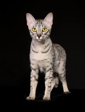 Purebred cat Stock Photos