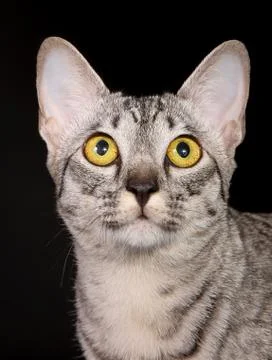 Purebred cat Stock Photos
