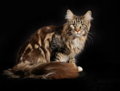 Purebred cat Stock Photos