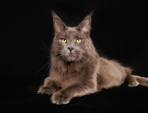 Purebred cat Stock Photos