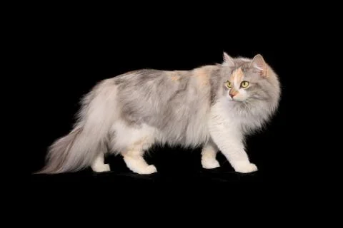 Purebred cat Stock Photos