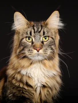 Purebred cat Stock Photos