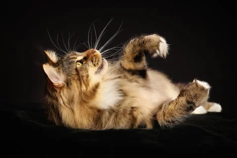 Purebred cat Stock Photos