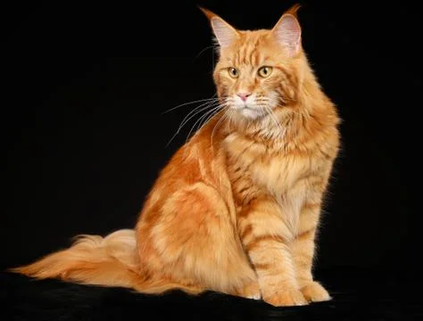 Purebred cat Stock Photos