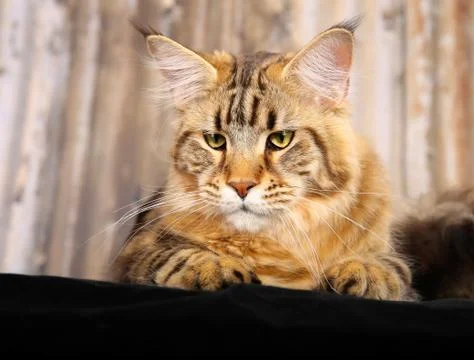 Purebred cat Stock Photos