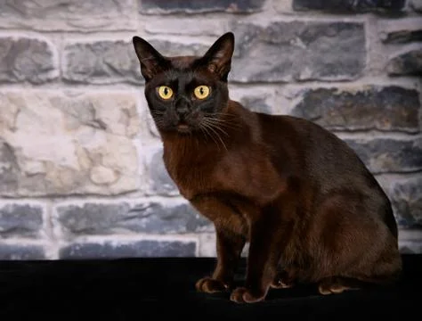 Purebred cat Stock Photos