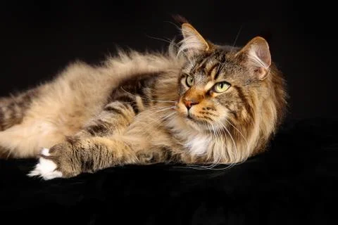 Purebred cat Stock Photos