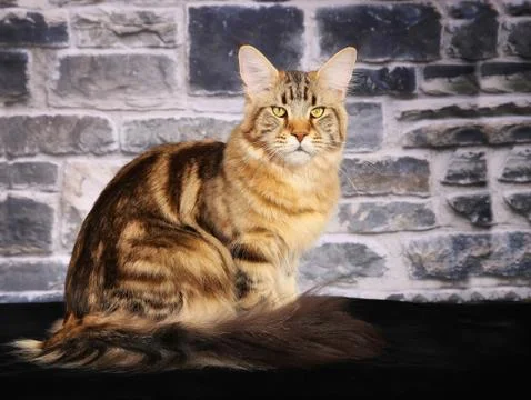 Purebred cat Stock Photos