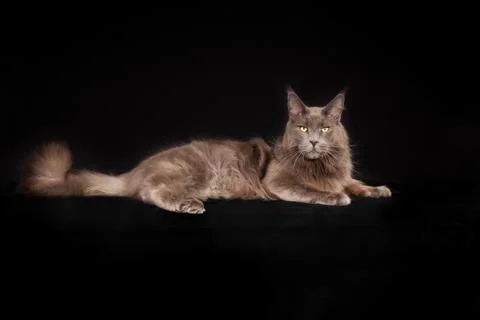 Purebred cat Stock Photos