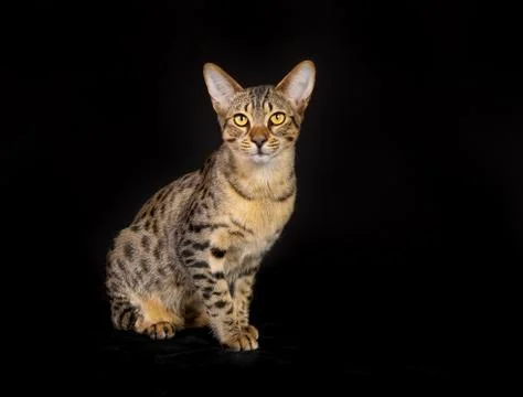 Purebred cat Stock Photos