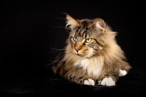 Purebred cat Stock Photos