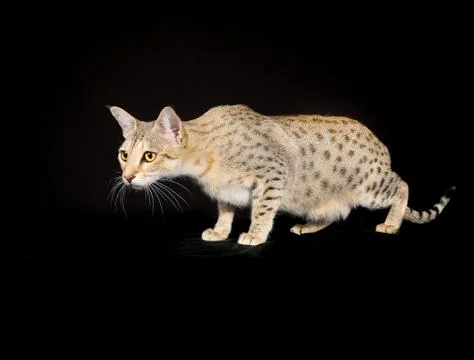 Purebred cat Stock Photos