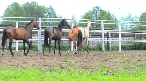Purebred colts training Stock Footage 64629587