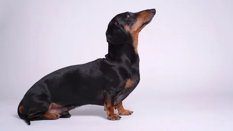The purebred dachshund on the video does the rack and on command lays on the Stock Footage 115663381