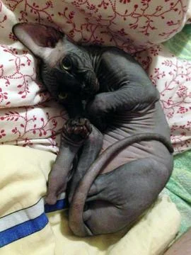 Purebred Devon Rex cat Stock Photos