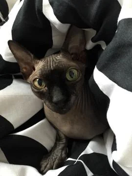 Purebred Devon Rex cat Stock Photos