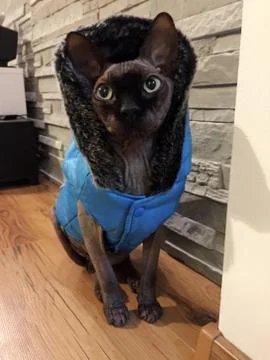 Purebred Devon Rex cat Stock Photos