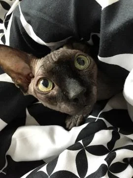 Purebred Devon Rex cat Stock Photos