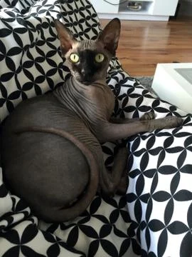 Purebred Devon Rex cat Stock Photos