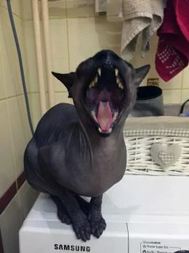 Purebred Devon Rex cat Stock Photos