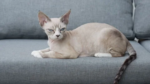 A purebred Devon Rex cat with wavy fur and blue eyes lies on a gray sofa. Stock Footage 340162244