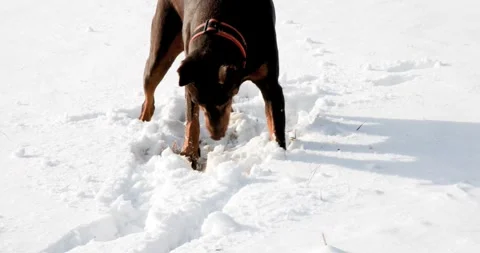 Purebred Doberman digging with his muzzle in fresh powder snow Stock Footage 325965354