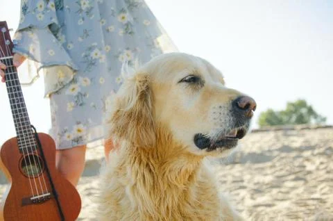The purebred dog Golden retriever is sitting next to the smiling girl in the blu Stock Photos